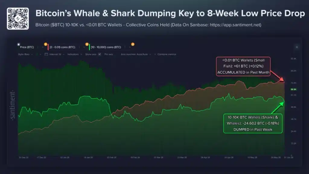 Bitcoin’s whale and shark activities.